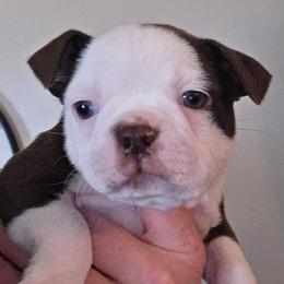 DUCKY - Red female Boston Terrier puppy in Anderson, South Carolina from Lola’s House of Bostons & Rescue