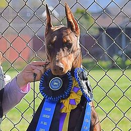 Doberman Pinschers from Day Hill Dobermans