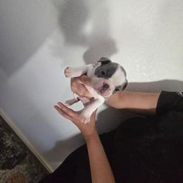 Orange - Lilac female Boston Terrier puppy in Red Rock, Arizona from Aronow Pups