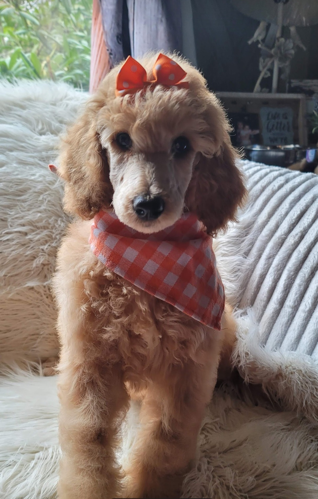 Poodle Puppies from Caboodles of Poodles