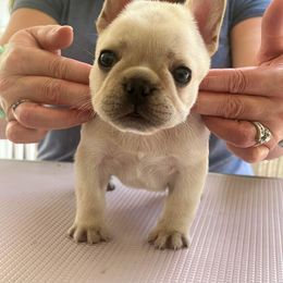 Bulldog and French Bulldog Puppies from DJs Bulldogs
