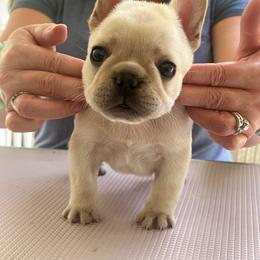 Bulldog and French Bulldog Puppies from DJs Bulldogs