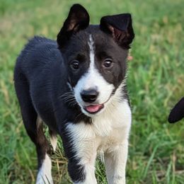Boy 3 - male Border Collie puppy in Strafford, Vermont from Thundering Paws Farm Working Collies