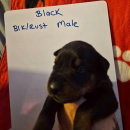 Black Collar - Black and rust male Doberman Pinscher puppy in Ault, Colorado from Stand Alone European Dobermans