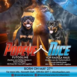 Rottweiler Puppies from Von Schwarze Karte Rottweilers