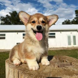 Montana (Financing Available) - Sable female Pembroke Welsh Corgi puppy in Inverness, Florida from Canaan Farm Corgis