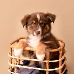 Australian Shepherd Puppies from Morton’s Farm