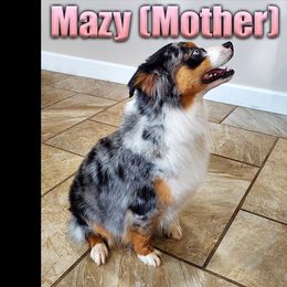 Miniature American Shepherd and Miniature Australian Shepherd Puppies from Regal Miniature American Shepherds | Regal Miniature Australian Shepherds