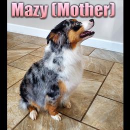 Miniature American Shepherd and Miniature Australian Shepherd Puppies from Regal Miniature American Shepherds | Regal Miniature Australian Shepherds