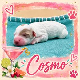 Cosmo - Parti female Goldendoodle puppy in Hendersonville, North Carolina from Kim's Cove