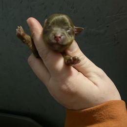 Tiny boy - Chocolate, tan and white male Yorkshire Terrier puppy in Yukon, Oklahoma from Tiffs Yorkie babies