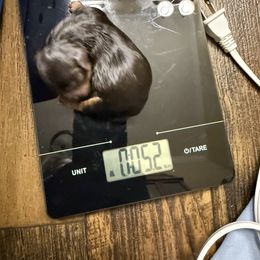 Chocolate male 2 - Chocolate and tan male Yorkshire Terrier puppy in Grove Hill, Alabama from Huntington Yorkies