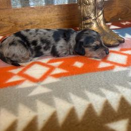 Grey collar - Dapple female Dachshund puppy in Eustis, Florida from K8’s Dachshunds