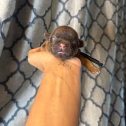 Crispin - Chocolate male Shih Tzu puppy in Lanoka Harbor, New Jersey from Lilly’s Seashore Shih Tzus