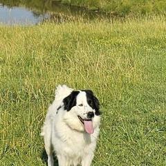 Karakachans from Twin Valley Farm