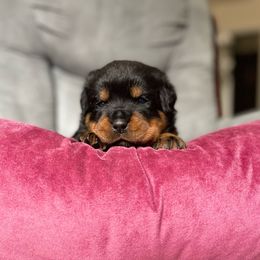 Girl 1 - Black and mahogany Rottweiler puppy in Chesterfield, Virginia from vom Brismore Rottweilers