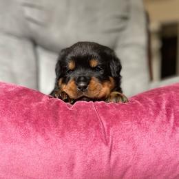 Girl 1 - Black and mahogany Rottweiler puppy in Chesterfield, Virginia from vom Brismore Rottweilers