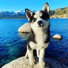 Pomsky Puppies from Periwinkle Pomskies