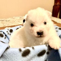 Valentino - White male American Eskimo Dog puppy in Westwego, Louisiana from Connie's American Eskimo Dogs and Mini Australian Shepherd Dogs