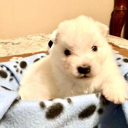 Valentino - White male American Eskimo Dog puppy in Westwego, Louisiana from Connie's American Eskimo Dogs and Mini Australian Shepherd Dogs