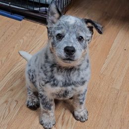 'Roman' Candle - Blue mottled male Australian Cattle Dog puppy in China Grove, North Carolina from Indigojos Australian Cattle Dogs