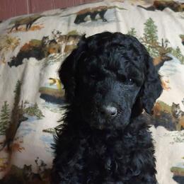 Poodle Puppies from TaylorMade Standard Poodles