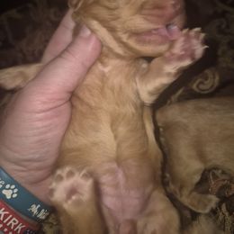 Mocha dark chocolate cream girl - Cream female Dachshund puppy in Madisonville, Tennessee from LaRose Farm & Kennels