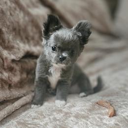 AKC Fluffy Blue Girl - Blue and white female Chihuahua puppy in Brooklyn, New York from Nadezhda's Chihuahuas