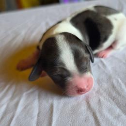 Girl 1 - Dapple female Dachshund puppy in Fallon, Nevada from Butterbean Dachshunds