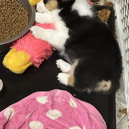 Pembroke Welsh Corgi Puppies from Northwynd Corgis