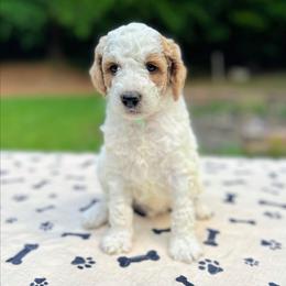 Aragorn - Parti male Goldendoodle puppy in Pittsburg, Texas from Grace Springs Goldendoodles