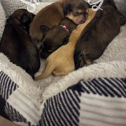 Dachshund Puppies from Swedoxies