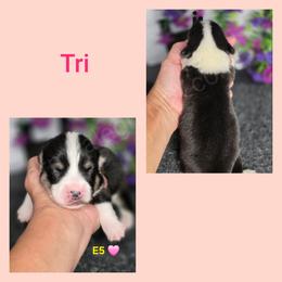E5 - Black and tan female Pembroke Welsh Corgi puppy in Jacksonville, Texas from ArmnalegRanch LLC