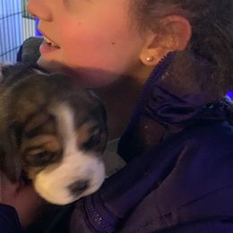 Beagle Puppies from Devana