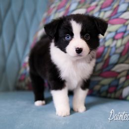 Australian Shepherd, Miniature American Shepherd, Miniature Australian Shepherd, and Toy Australian Shepherd Puppies from Painted Blue Aussies