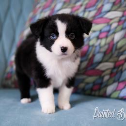 Australian Shepherd, Miniature American Shepherd, Miniature Australian Shepherd, and Toy Australian Shepherd Puppies from Painted Blue Aussies