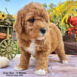 Gray Boy - Red  male Goldendoodle puppy in Coppell, Texas from Bethel Stream Goldendoodles