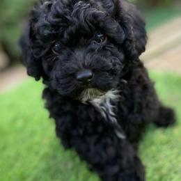 Male 1 - Black male Poodle puppy in Spring Hill, Tennessee from Duke's Mini & Toy Australian Shepherds & Aussiedoodles
