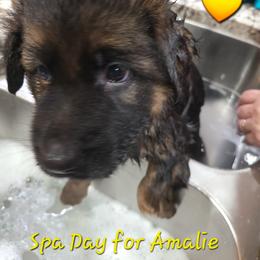 German Shepherd Puppies from Vom Feuer Shepherds