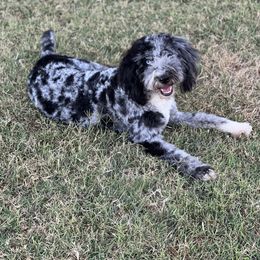Charley - Aussiedoodle