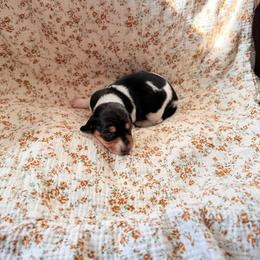 Dachshund Puppies from Drift & Dash Dachshunds