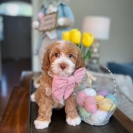 Australian Labradoodle Puppies from Berrybrook Doodles