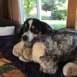 Miniature Australian Shepherd All Grown Up from Tincture of Thyme