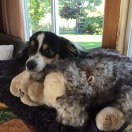 Miniature Australian Shepherd All Grown Up from Tincture of Thyme