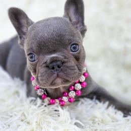 French Bulldog and Pekingese Puppies from SFLK