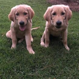Golden Retriever, Goldendoodle, and Sheepadoodle Puppies from Guppy Puppies