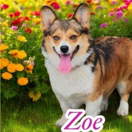 Zoe - Pembroke Welsh Corgi