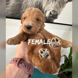 Girl 3 - Red  female Goldendoodle puppy in Glendale, Arizona from Follow Your Bliss Doodles