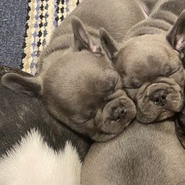 French Bulldog Puppies from TC’s French Bulldogs