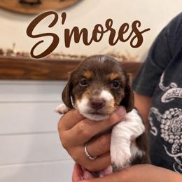 S'mores - Piebald female Dachshund puppy in Santa Maria, California from Central Coast Danes and Dachshunds